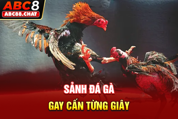 Sảnh đá gà gay cấn từng giây